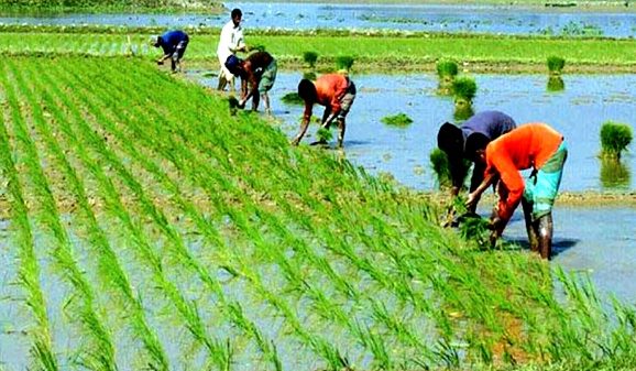 রোপা আমন ধান
