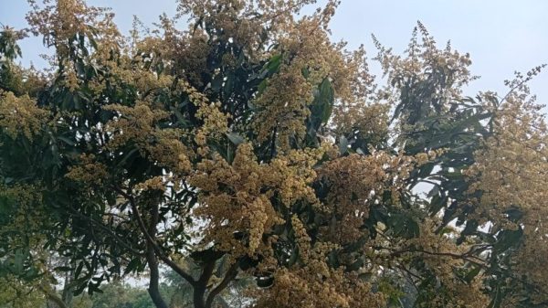 আমের মুকুলের মিষ্টি গন্ধে সুবাশিত হয়ে উঠেছে নেত্রকোণার প্রকৃতি