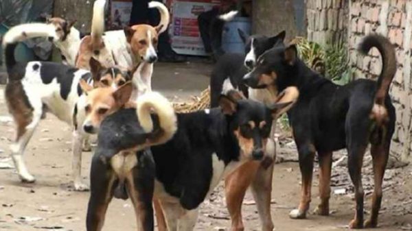 কেন্দুয়ায় কুকুরের কামড়ে সাংবাদিকসহ আহত ২০, ভ্যাকসিন সংকট