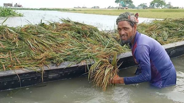 অতিবৃষ্টিতে খালিয়াজুড়ির হাওরে ধান তলিয়ে পানির নিছ থেকে ধান কাটছে কৃষক