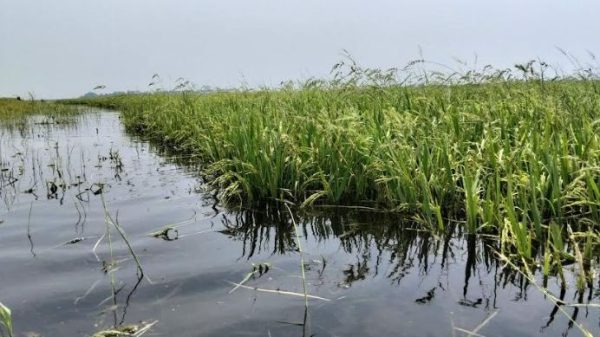 নেত্রকোণায় ধনু—বাউলাই নদের পানি বৃদ্ধি পাকা বোরো ধান দ্রুত কাটার পরামর্শ