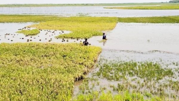 বন্যার শঙ্কায় হাওরের কৃষকেরা উদ্বেগ ও সংকটে