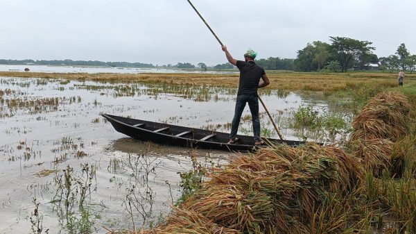 কেন্দুয়ায় ৪শত হেক্টর জমির ফসল পানিতে তলিয়ে গেছে, দিশেহারা কৃষক