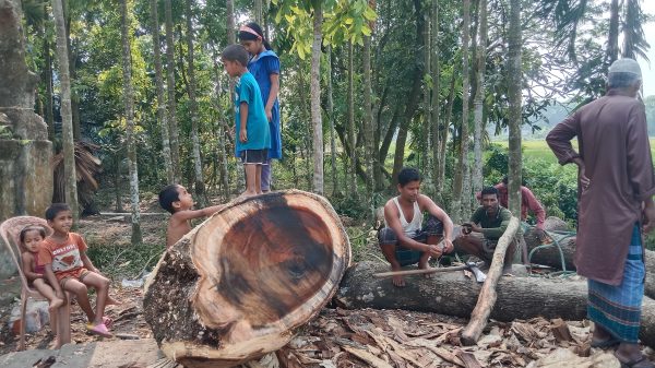 কেন্দুয়ায় সরকারি গাছ কেটে ফেলার অভিযোগ