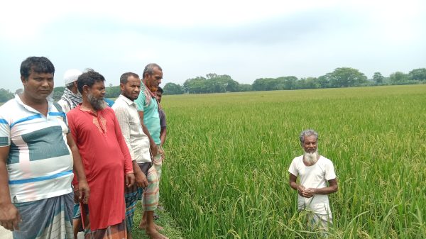 কেন্দুয়ায় ব্রি ধান ৮৮ বীজে মিশ্রণে ক্ষতিগ্রস্ত কৃষক প্রতারণার অভিযোগ বীজ ব্যবসায়ির বিরুদ্ধে