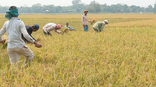 হাওরে পুরোদমে ধান কাটা শুরু