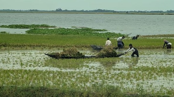 হাওর—বিলে ঢুকছে পানি আধপাকা ধান কাটছেন কৃষকেরা