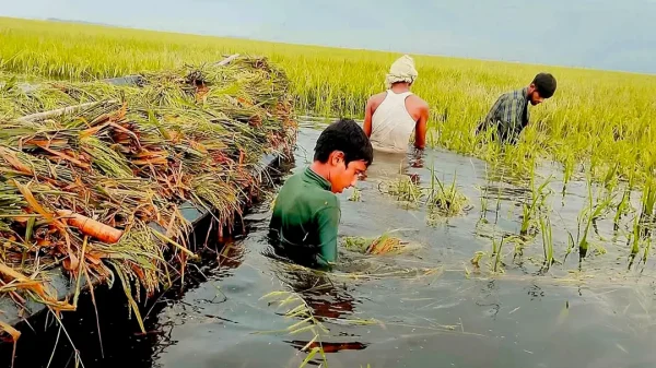 হাওরাঞ্চলে প্রবল বৃষ্টি ও উজান থেকে নেমে আসা ঢলে তলিয়ে গেছে শত শত একর পাকা বোরো ধানের জমি