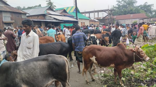 বারহাট্টার বাউসী বাজারে জমে উঠেছে গরুর হাট ক্রেতা বিক্রেতার উপচেপড়া ভীড়
