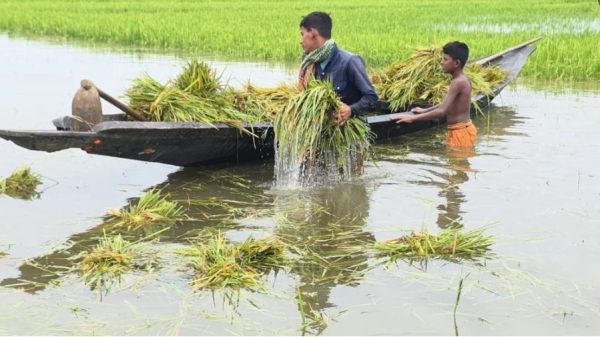 নেত্রকোণায় পানিতে তলিয়ে গেছে কৃষকের স্বপ্ন