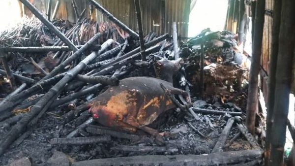 কেন্দুয়ায় গোয়ালঘর অগ্নিকাণ্ডে ৫টি গবাদিপশুর মৃত্য, আশঙ্কাজনক আরও ৩ গরু
