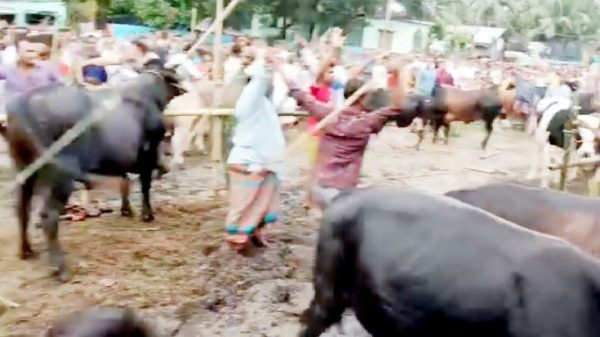 কেন্দুয়ায় কোরবানির পশুর হাটের স্থান নির্ধারণ নিয়ে সংঘর্ষ