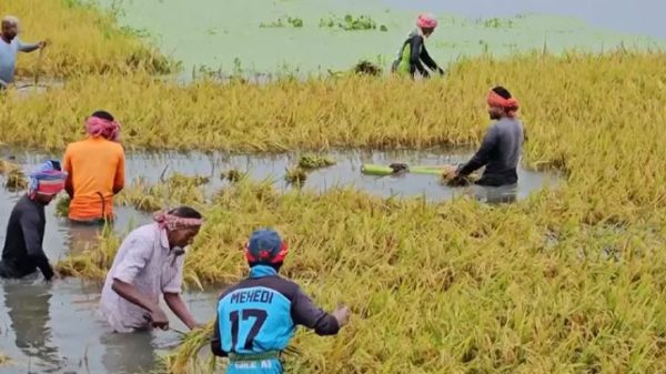 পানিতে ভাসছে হাওরের ধান-ঋণ নিয়ে দুশ্চিন্তায় কৃষকরা