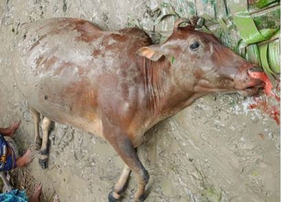 কেন্দুয়ায় ঝড়ে গাছচাপায় গর্ভবতী গাভীর মৃত্যু