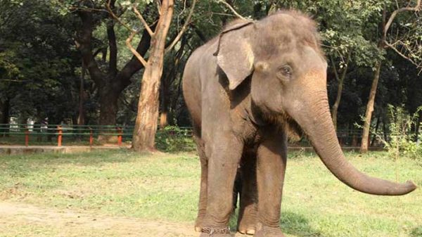 দূর্গাপুরে বন্য হাতির আক্রমণে এক উপজাতি কৃষক নিহত