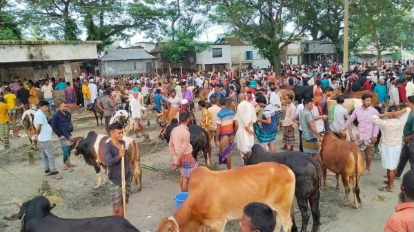 কেন্দুয়ায় চাহিদার চেয়ে বেশি প্রস্তুত প্রায় ১ হাজার ৮৬৮টি কোরবানির পশু