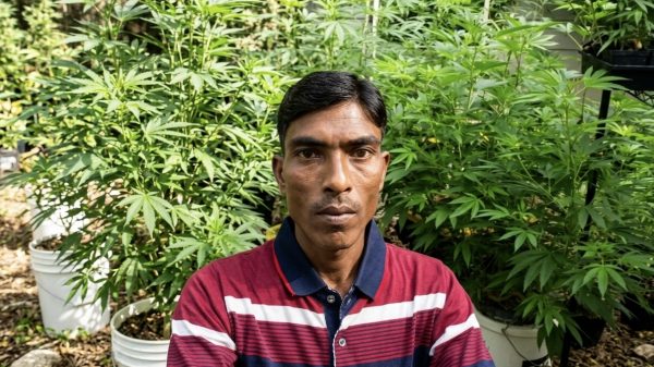 মোহনগঞ্জে চালের ওপর টবে গাঁজা চাষ মাদক মামলায় আটক বিশ্বজিৎ চন্দ্র সিংহ