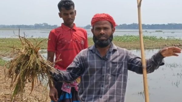 নেত্রকোণায় হাওরের পানিতে ধান তলিয়ে ক্ষতি ৩৭৩ কোটি টাকার: ক্ষতিগ্রস্ত ৭৮ হাজার কৃষক