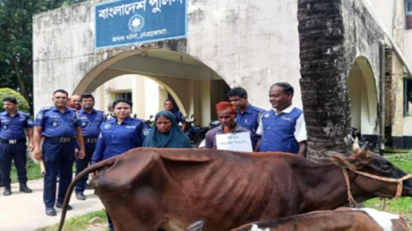 মদনে চুরি হওয়া গরুসহ স্বামী— স্ত্রী গ্রেপ্তার