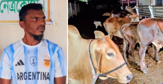 নেত্রকোণার মদনপুরে চুরের ঘাটিতে অভিযানঃ ১৭টি চোরাই গরু উদ্ধার
