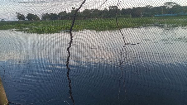 কচুয়া বিলে চাষের মাছ ছেড়ে দেওয়ার অভিযোগ, ৬ লাখ টাকার ক্ষতির দাবি